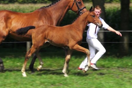 33.Mac Dallas Ryal K