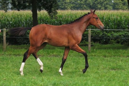 35.Magnifique Fortuna