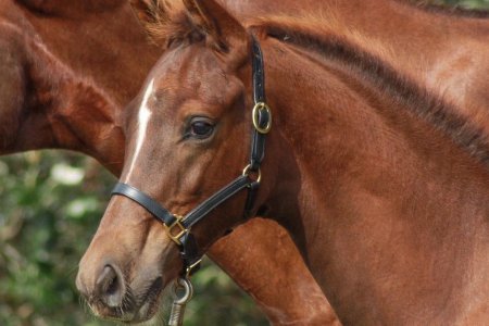 44.****WILDCARD*****Mythilas