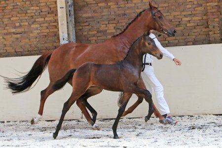 7. LILIANE-ELSARINA