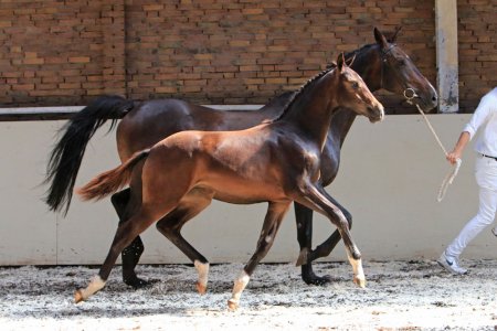11. LUSAKA