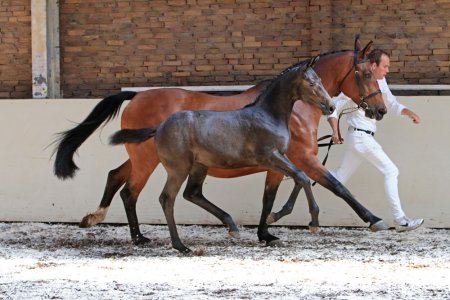 14. LADY CORNET