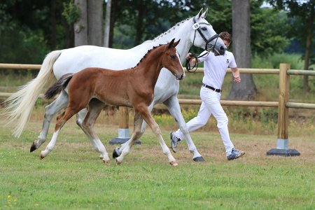 39. Silvester v.d. Marshoeve