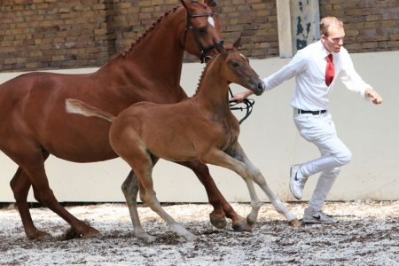 22. GRAND PRIX V.