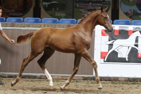 4.Vilana