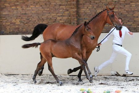 29. LORENZO