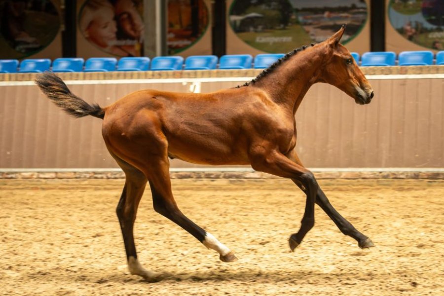 Warrant van de Danchastables