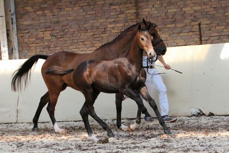 38. LUCKY BOY