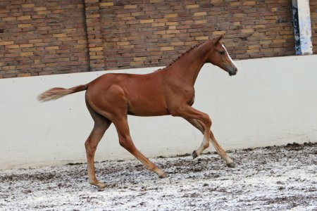 40. LEVA