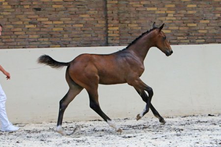 4. FORMALIST