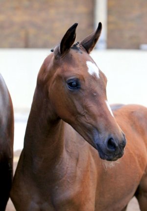 4. FORMALIST