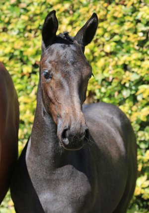 14. LADY CORNET