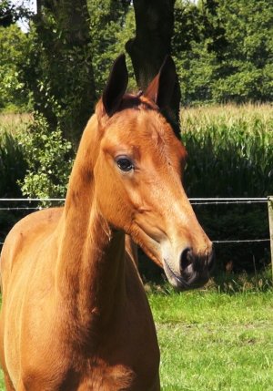 33.Mac Dallas Ryal K