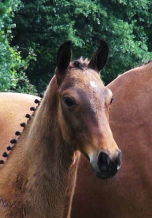 14.Magnificent Summer