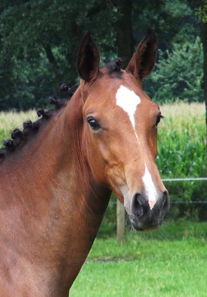 35.Magnifique Fortuna