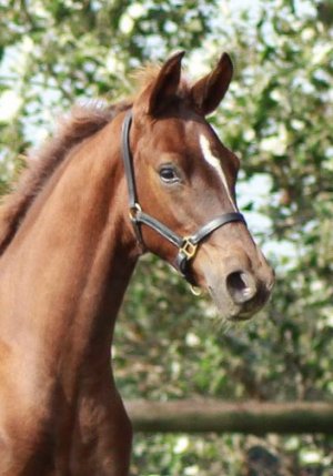 44.****WILDCARD*****Mythilas