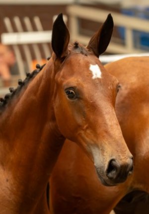 45. Warrant van de Danchastables